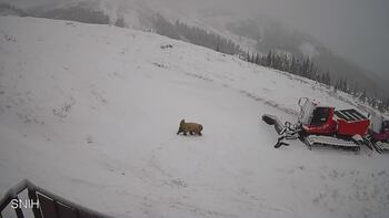 Драгобрат 25 листопада 2025 року, 2025-11-25 10:00