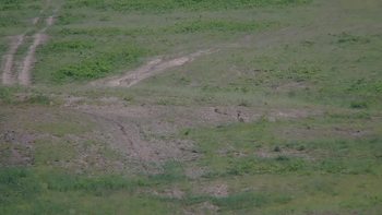 Красія 11 червня 2019 року, 2019-06-11 16:00