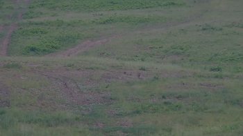 Красія 17 червня 2019 року, 2019-06-17 16:00