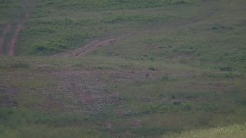 Красія 19 червня 2019 року, 2019-06-19 13:00