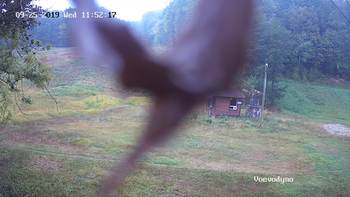 Воєводино 25 вересня 2019 року, 2019-09-25 13:00