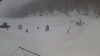 Ведмежа 18 січня 2019 року, 2019-01-18 10:00