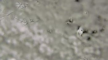 Буковель 5 лютого 2020 року, 2020-02-05 10:00