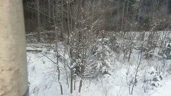 Буковель 16 січня 2021 року, 2021-01-16 13:00