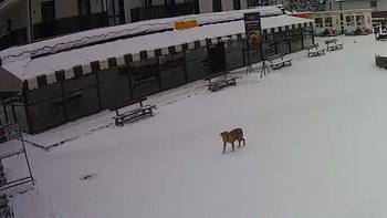 Буковель 6 грудня 2021 року, 2021-12-06 10:00