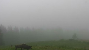 Буковель 15 червня 2018 року, 2018-06-15 10:00