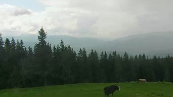 Буковель 8 червня 2019 року, 2019-06-08 13:00