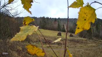 Бескид 13 листопада 2025 року, 2025-11-13 10:00