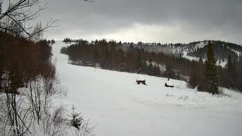 Бескид 25 січня 2026 року, 2026-01-25 10:00