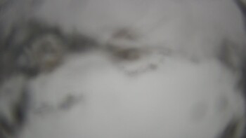 Тростян 22 листопада 2025 року, 2025-11-22 10:00