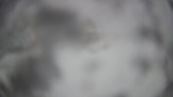 Тростян 23 листопада 2025 року, 2025-11-23 13:00