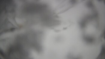 Тростян 24 листопада 2025 року, 2025-11-24 10:00