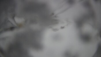 Тростян 24 листопада 2025 року, 2025-11-24 13:00