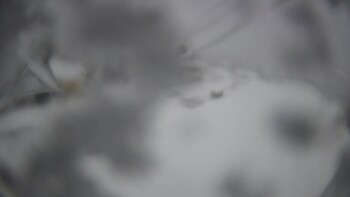 Тростян 24 листопада 2025 року, 2025-11-24 16:00