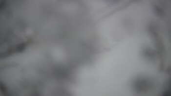 Тростян 25 листопада 2025 року, 2025-11-25 10:00