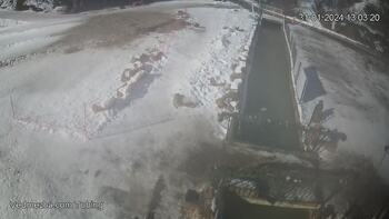 Ведмежа 31 січня 2024 року, 2024-01-31 13:00