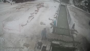 Ведмежа 3 лютого 2024 року, 2024-02-03 16:00