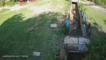 Ведмежа 21 травня 2024 року, 2024-05-21 10:00