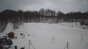 Ведмежа 15 січня 2024 року, 2024-01-15 13:00