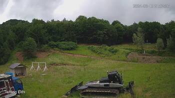 Ведмежа 13 червня 2024 року, 2024-06-13 16:00